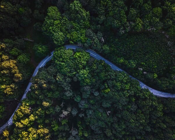 A curvy road in the middle of a green forest