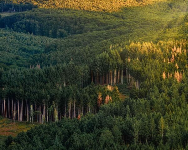 Egy erdőről készült természetfotó, ahogy a nap rásüt a fákra