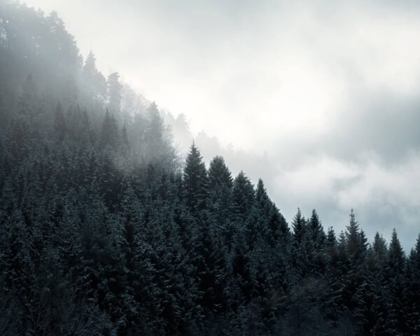 A nature photograph of a misty forest scene