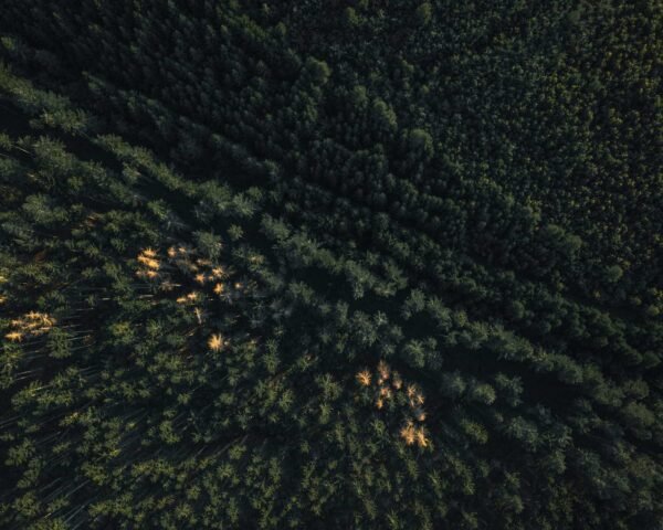 An aerial photograph taken with a drone of a busy dark green forest from above