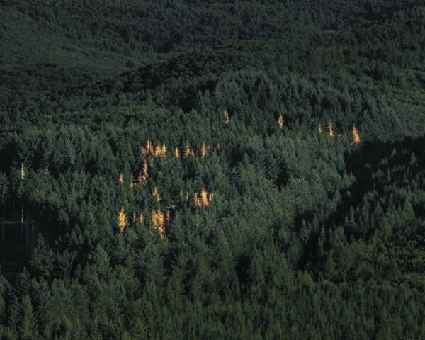 Some yellow trees in a dark green forest