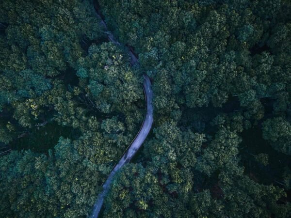 An aerial photo of a curvy road in the middle of a green forest