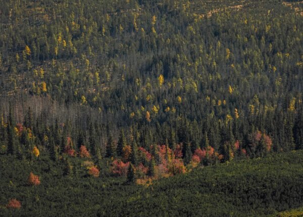 Természetfotó, melyen egy színpompás erdő látható