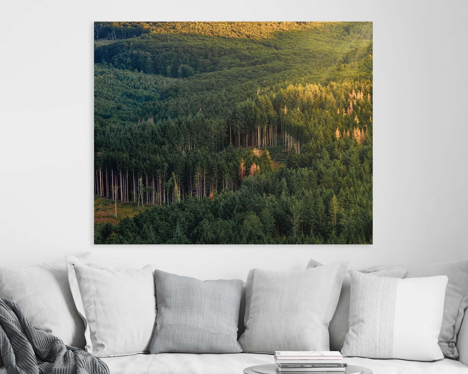 Photograph of a sunny forest hanging on a home's wall