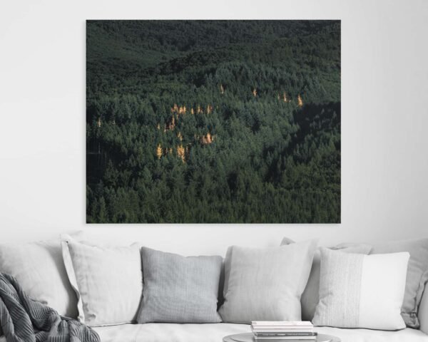 Photograph of a green forest hanging on a home's wall