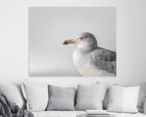Minimalist close-up photograph of a seagull